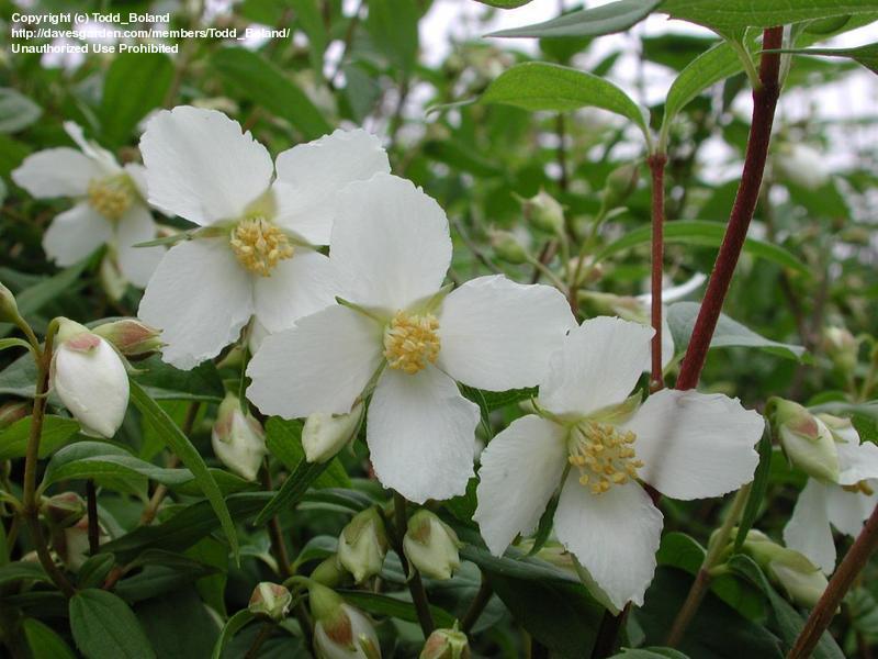 Philadelphus Lewisii